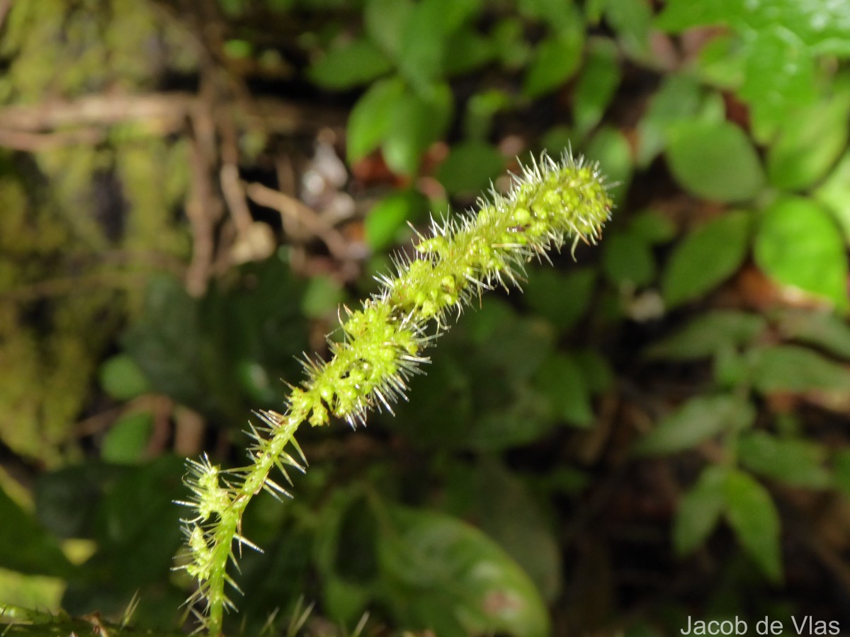 Girardinia diversifolia (Link) Friis